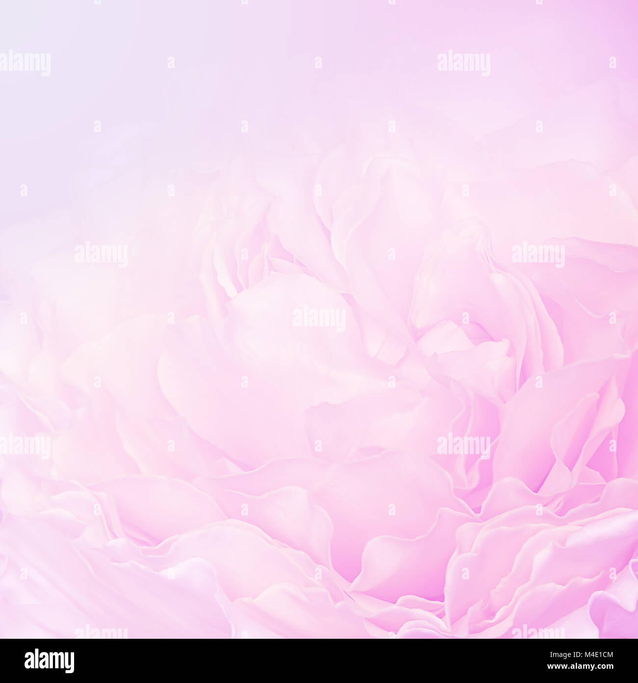 Pink rose petals blur background Stock Photo