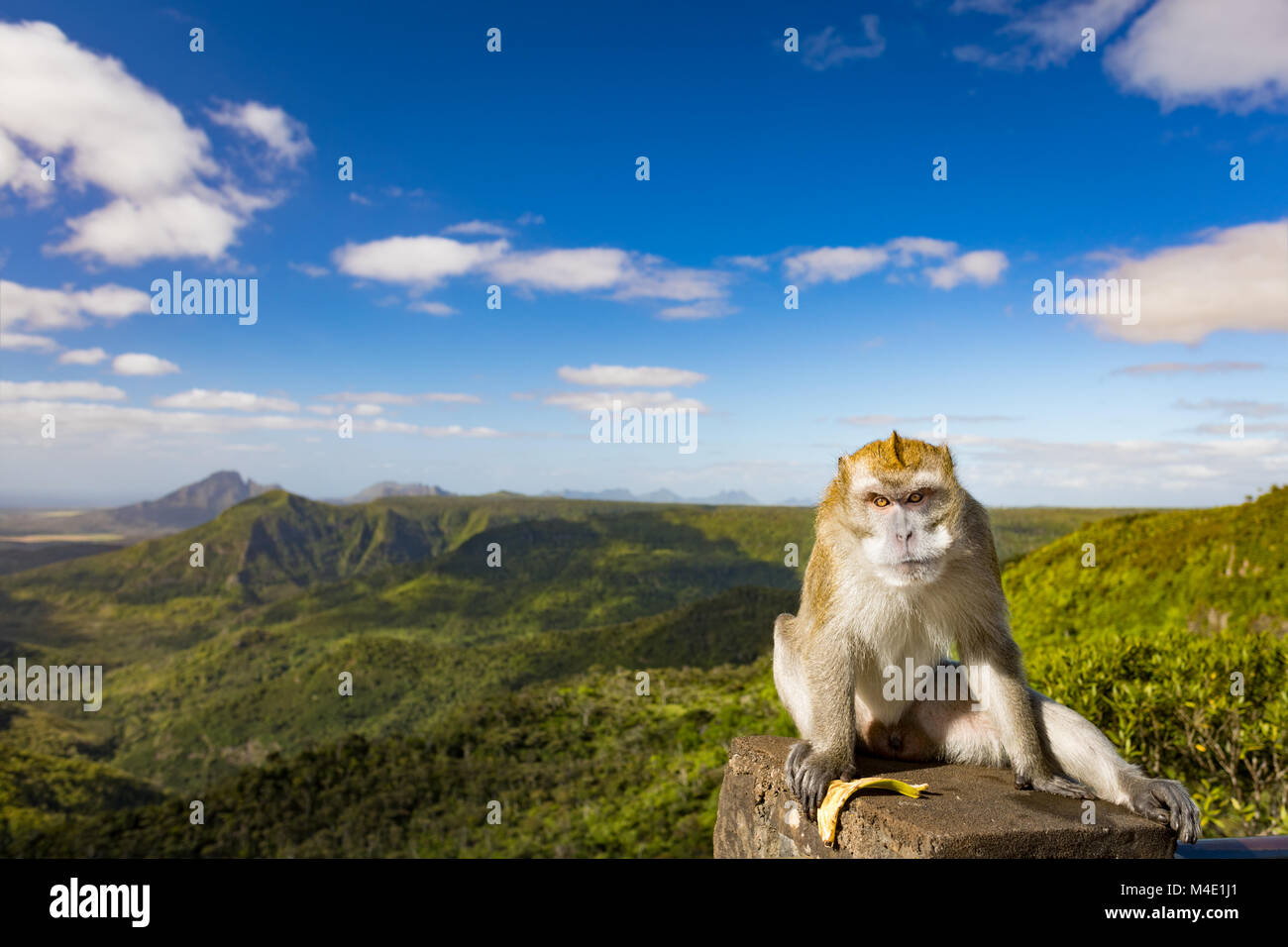 Monkey at the Gorges viewpoint. Mauritius. Panorama Stock Photo