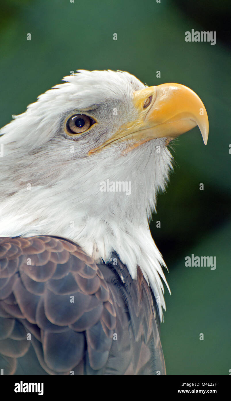 Whitehead eagle Stock Photo