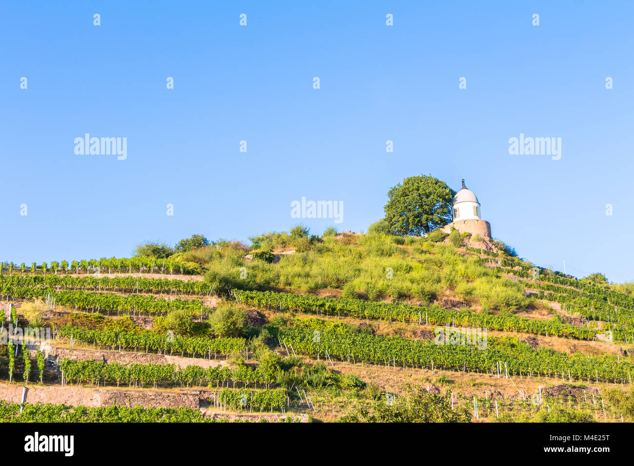 Vineyard with different sorts of wine with in summer Stock Photo
