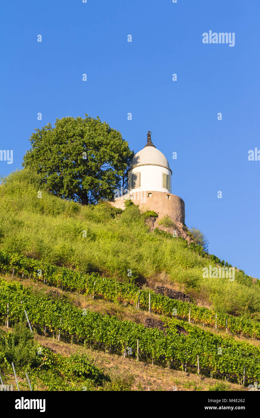 Vineyard with different sorts of wine with in summer Stock Photo