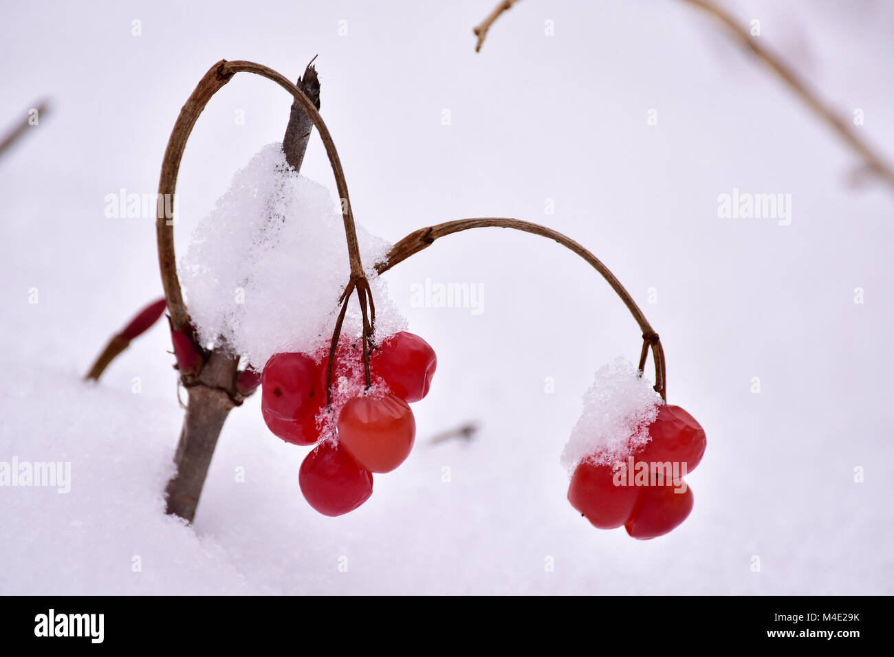 Highbush cranberries add a dash of color to a snowy Alaska morning. Stock Photo