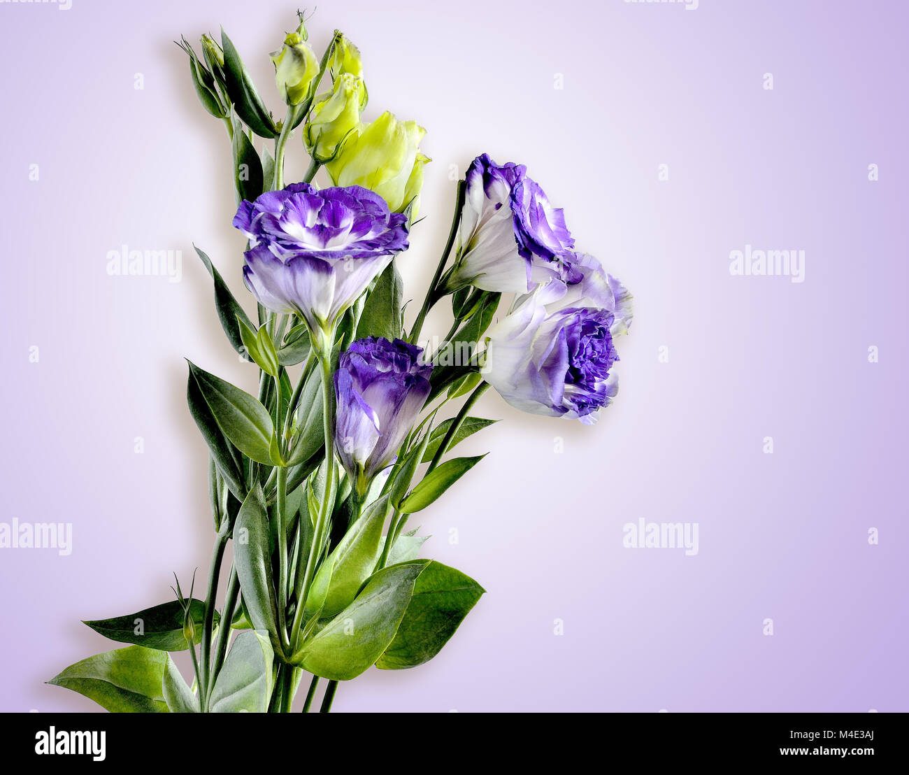 Bouquet of Eustoma flowers isolated on a tender lilac background Stock Photo