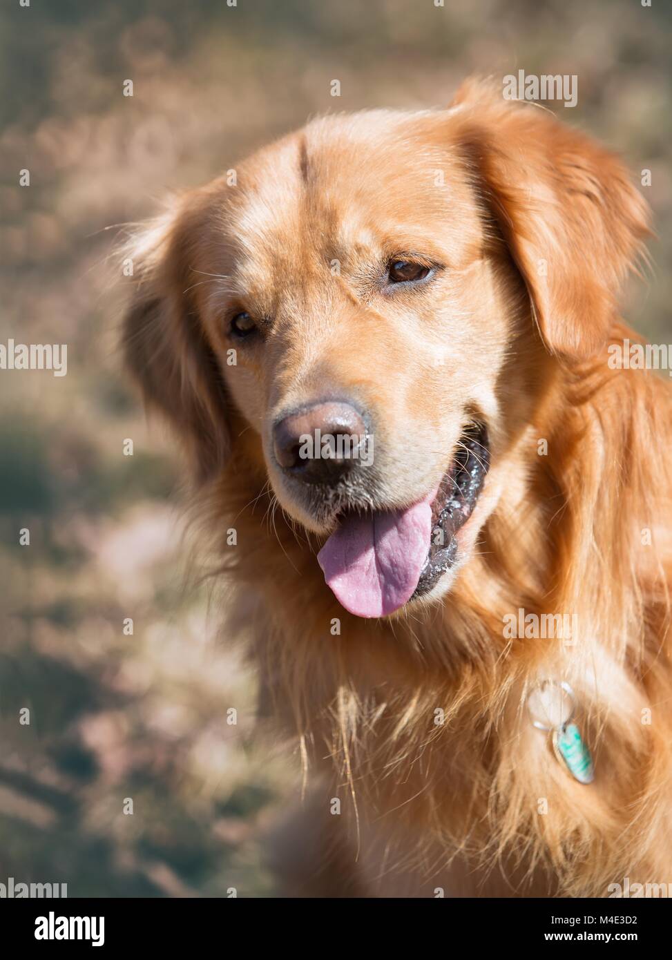 Golden retriever in the park hi-res stock photography and images - Alamy