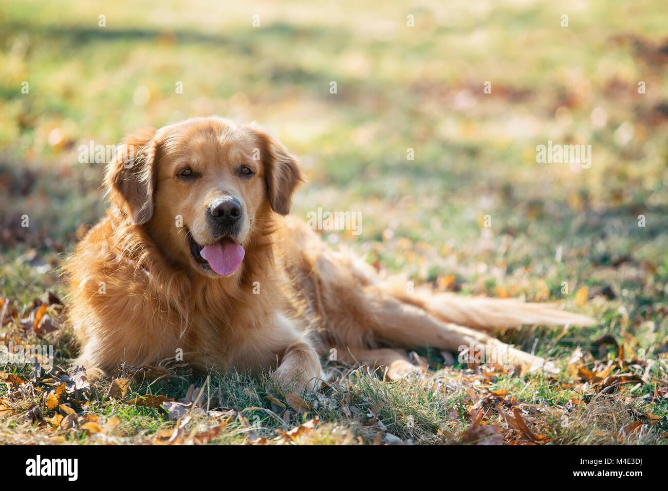 Golden retriever in the park hi-res stock photography and images - Alamy