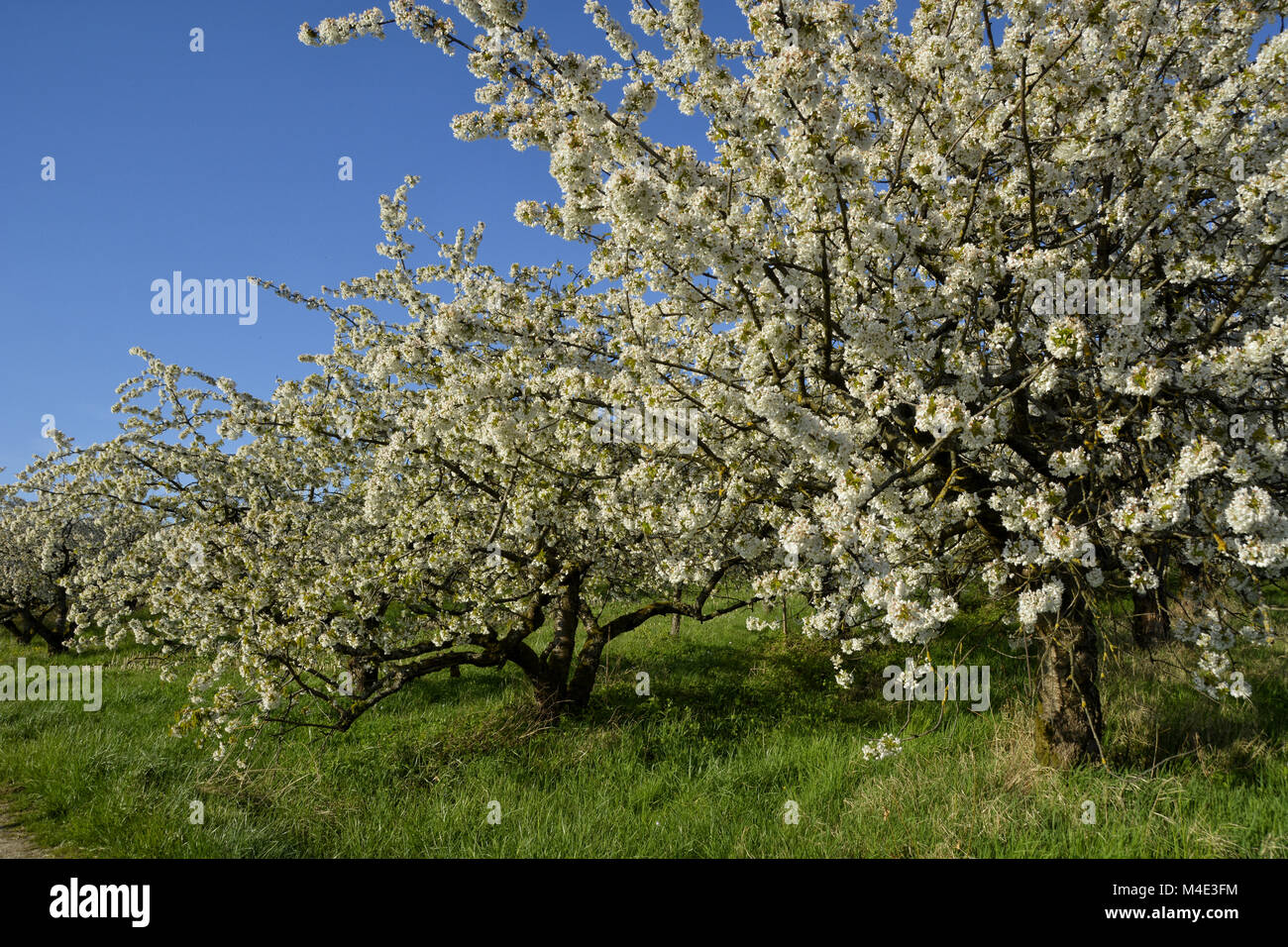cherry trees Stock Photo