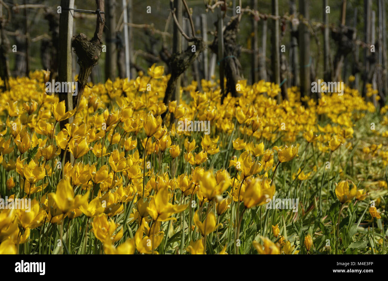 Wild tulips hi-res stock photography and images - Alamy