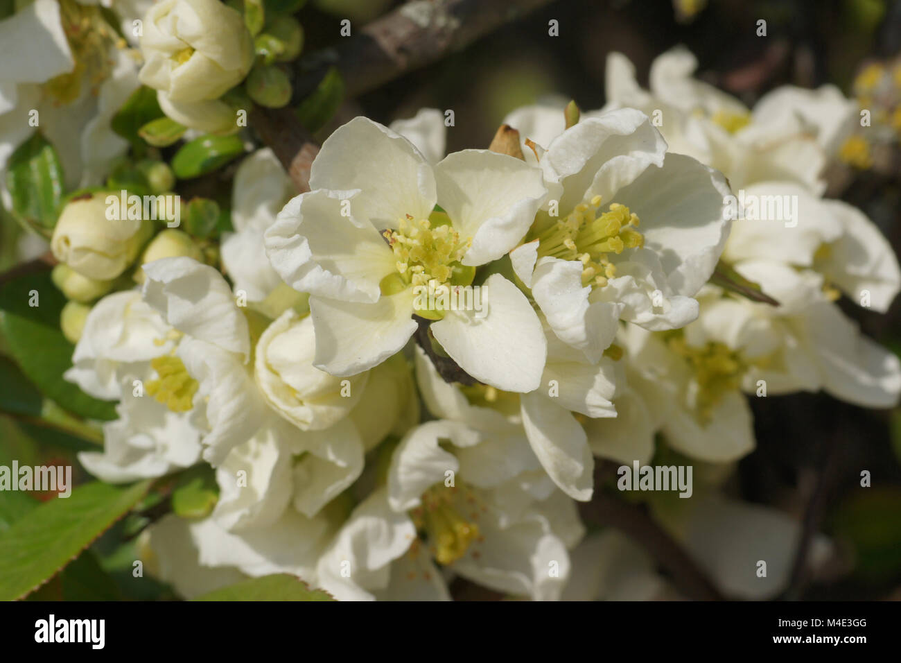 Chaenomeles japonica var. alba, White Flowering Quince Stock Photo