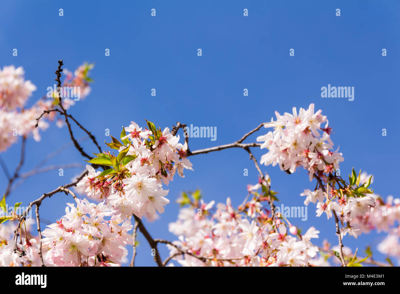 Full bloom cherry trees hi-res stock photography and images - Alamy