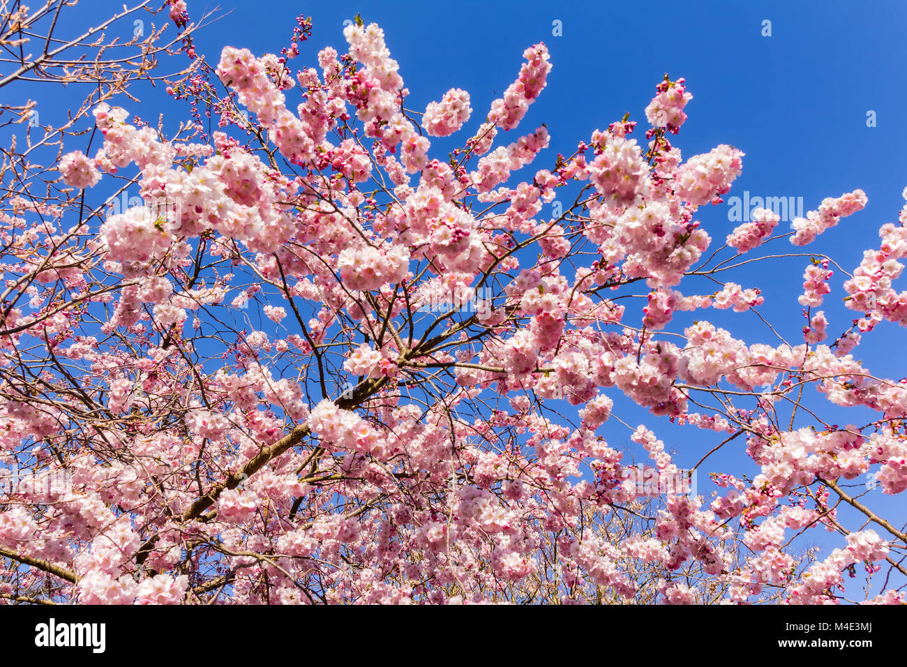Full bloom in springtime of cherry blossom trees Stock Photo