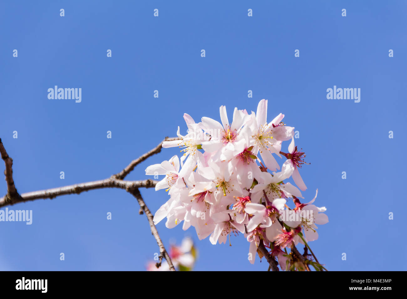 Full bloom in springtime of cherry blossom trees Stock Photo