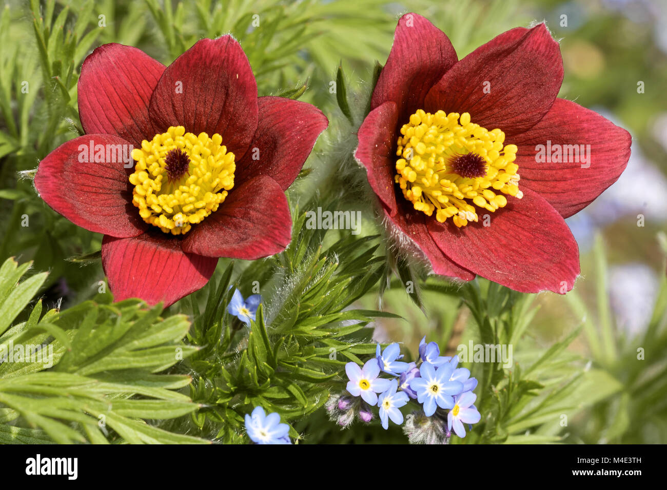 Pulsatilla rubra Stock Photo