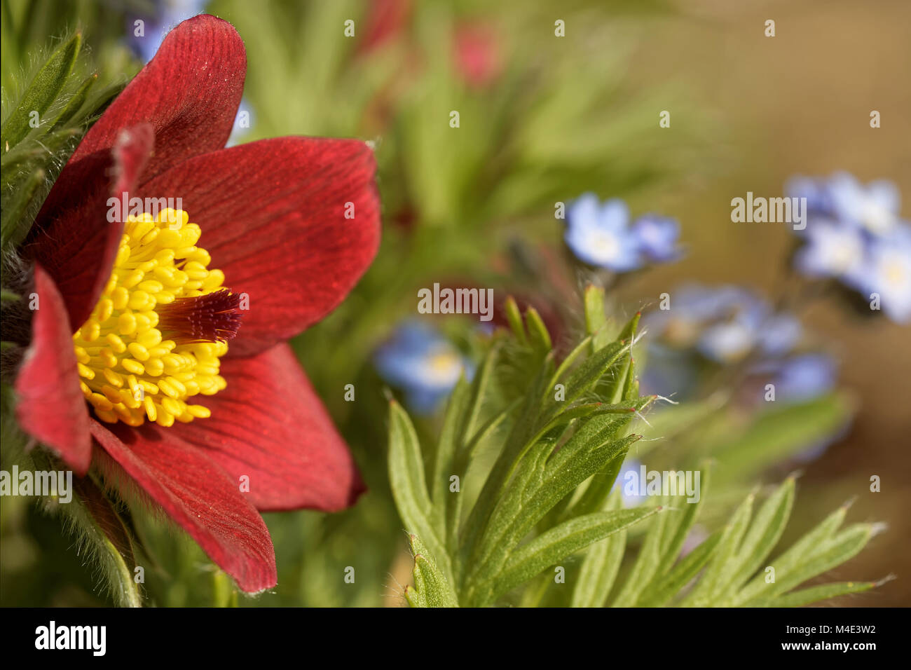 Pulsatilla rubra Stock Photo