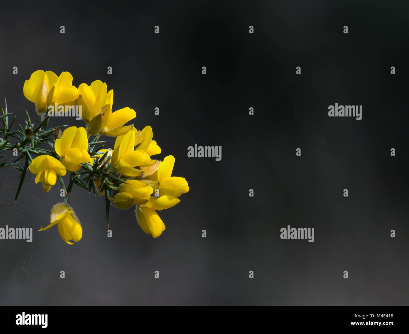 Yellow Gorse flowers with copy space for text. Stock Photo