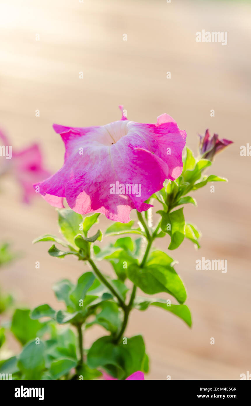 Flowering pink petunia in the garden Stock Photo