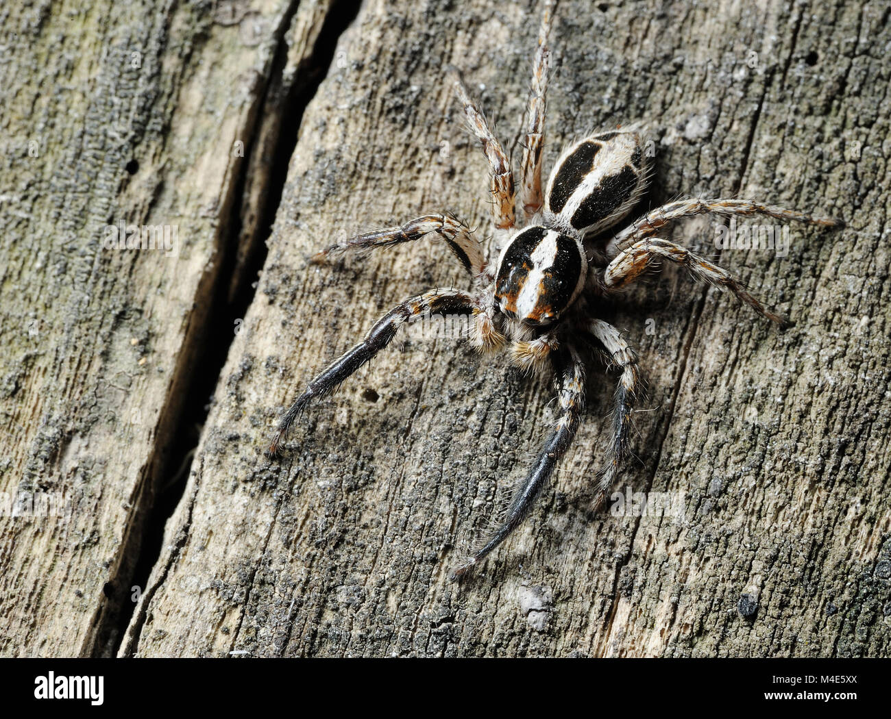 Salticidae spider on the tree Stock Photo
