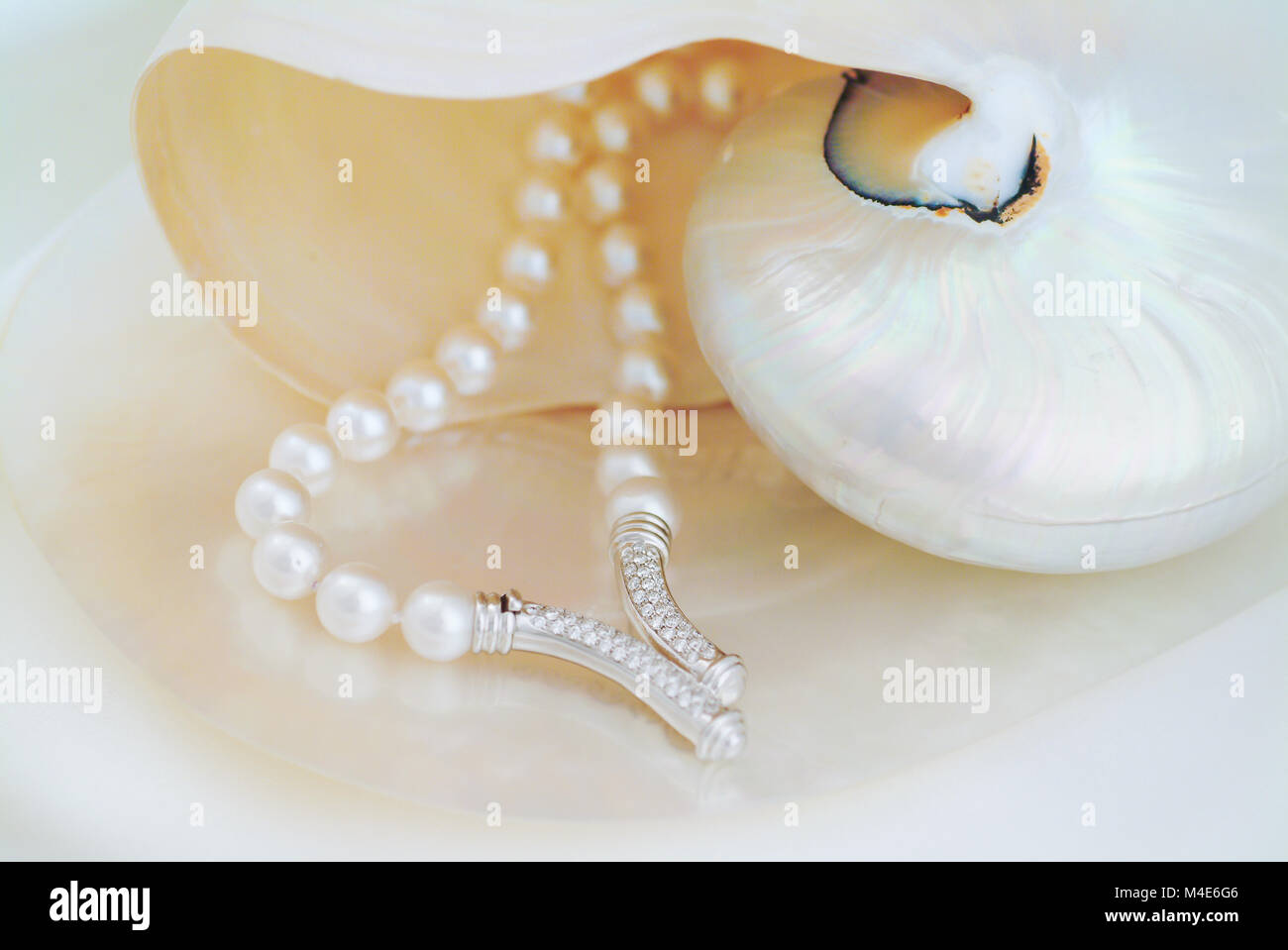 White south seas pinctada pearls necklace a sea shell Stock Photo