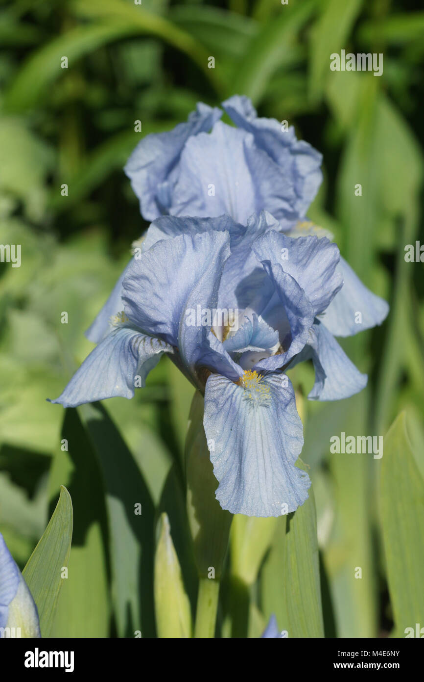 Iris barbata-nana Blue Denim, Dwarf Iris Stock Photo