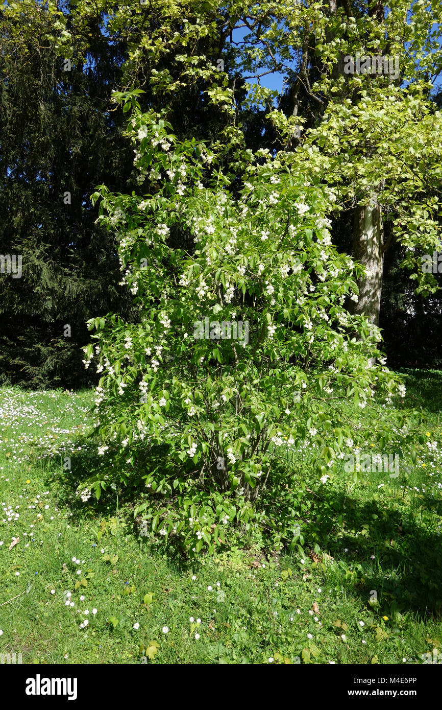 Halesia carolina, Silverbell Stock Photo
