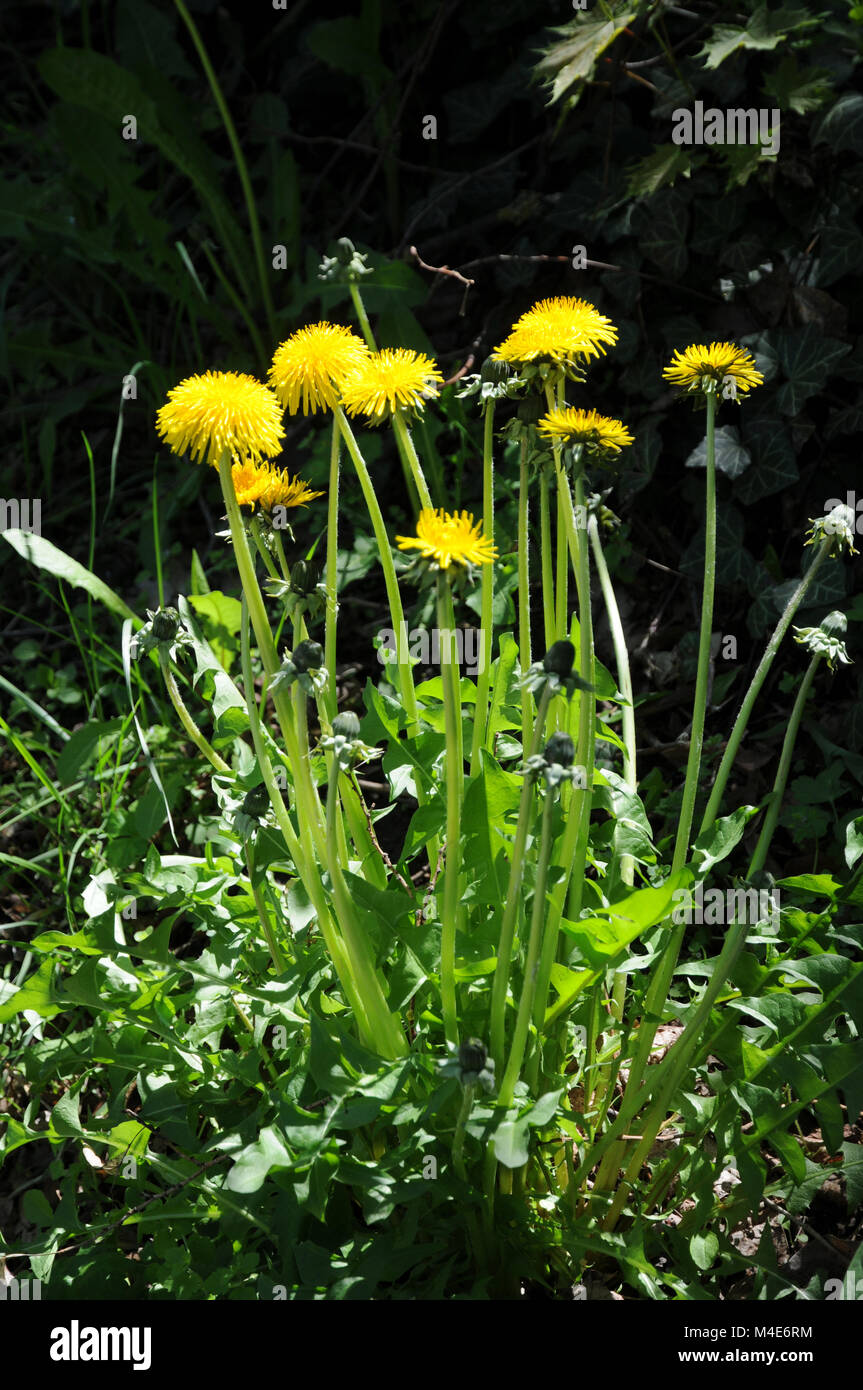 Taraxacum officinale, Dandelion Stock Photo Alamy