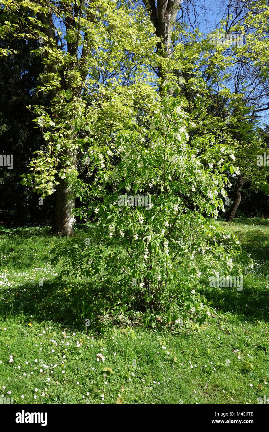 Halesia carolina, Silverbell Stock Photo