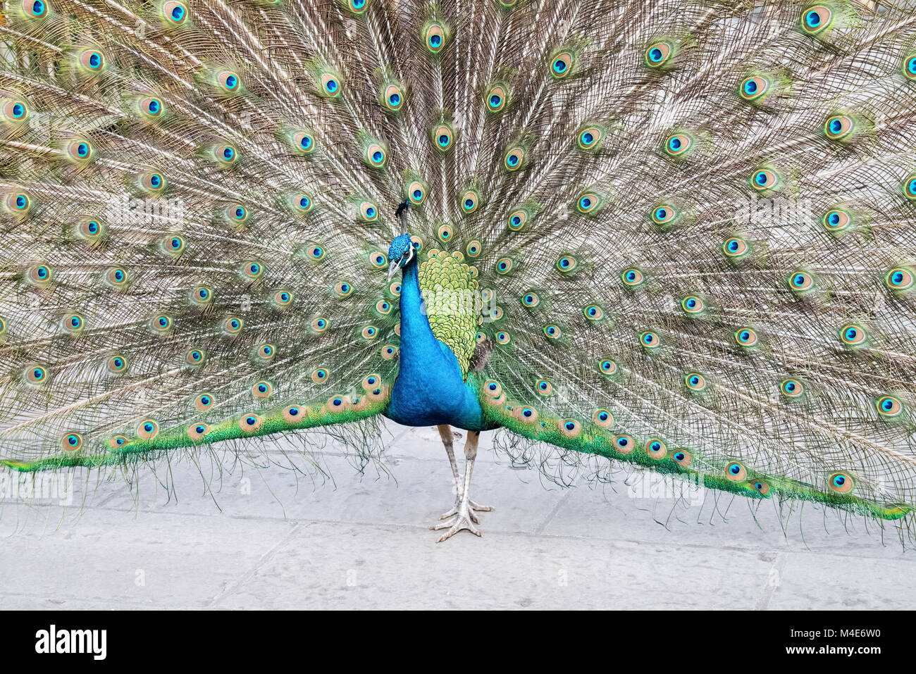 proud as a peacock Stock Photo