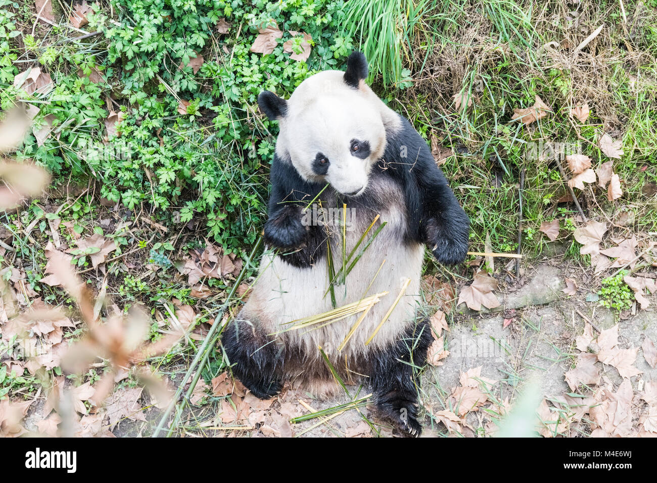 panda eating bamboo Stock Photo