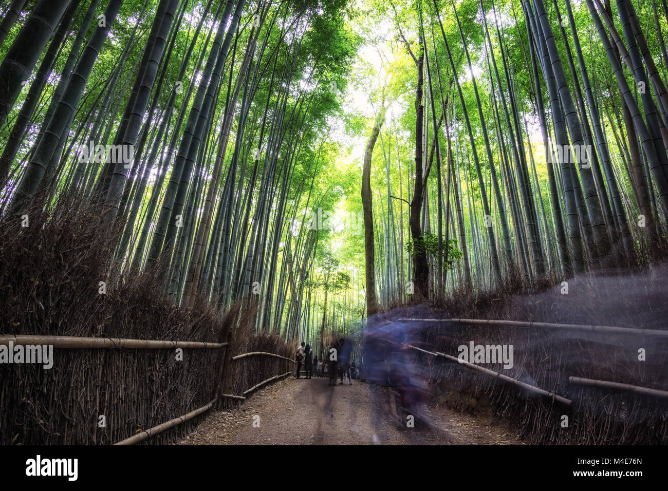 arashiyama bamboo grove Stock Photo Alamy