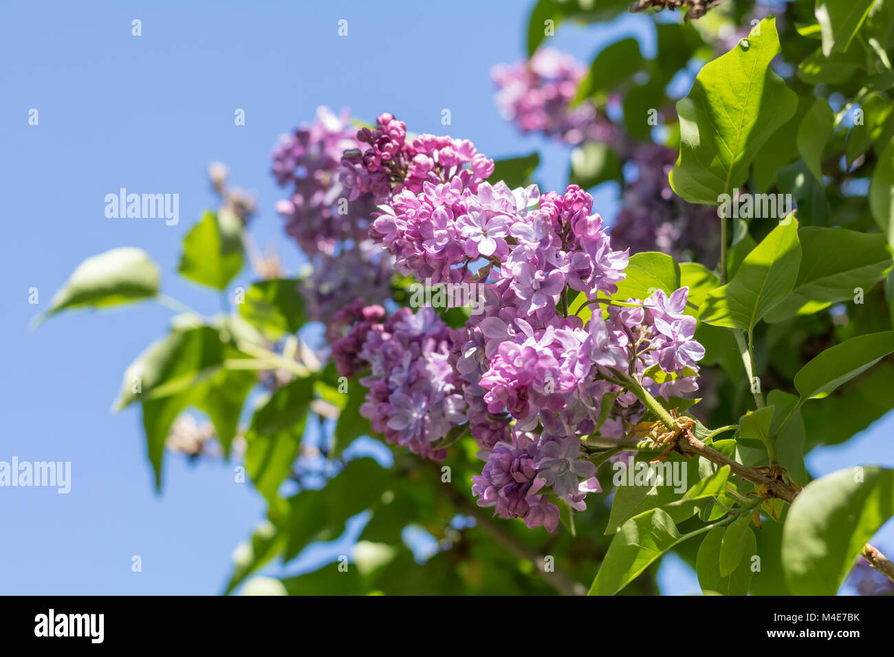 Beautiful blooming purple lilac branch Stock Photo - Alamy