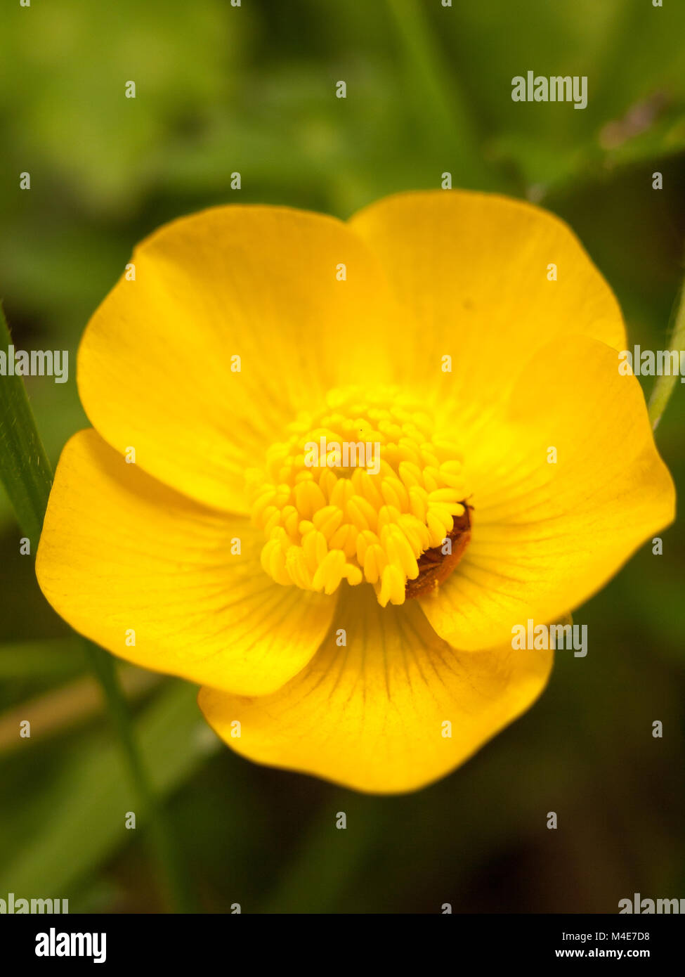 close up yellow buttercup Stock Photo