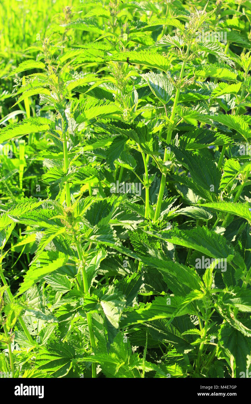 big bushes of cruel and green health-giving nettle Stock Photo