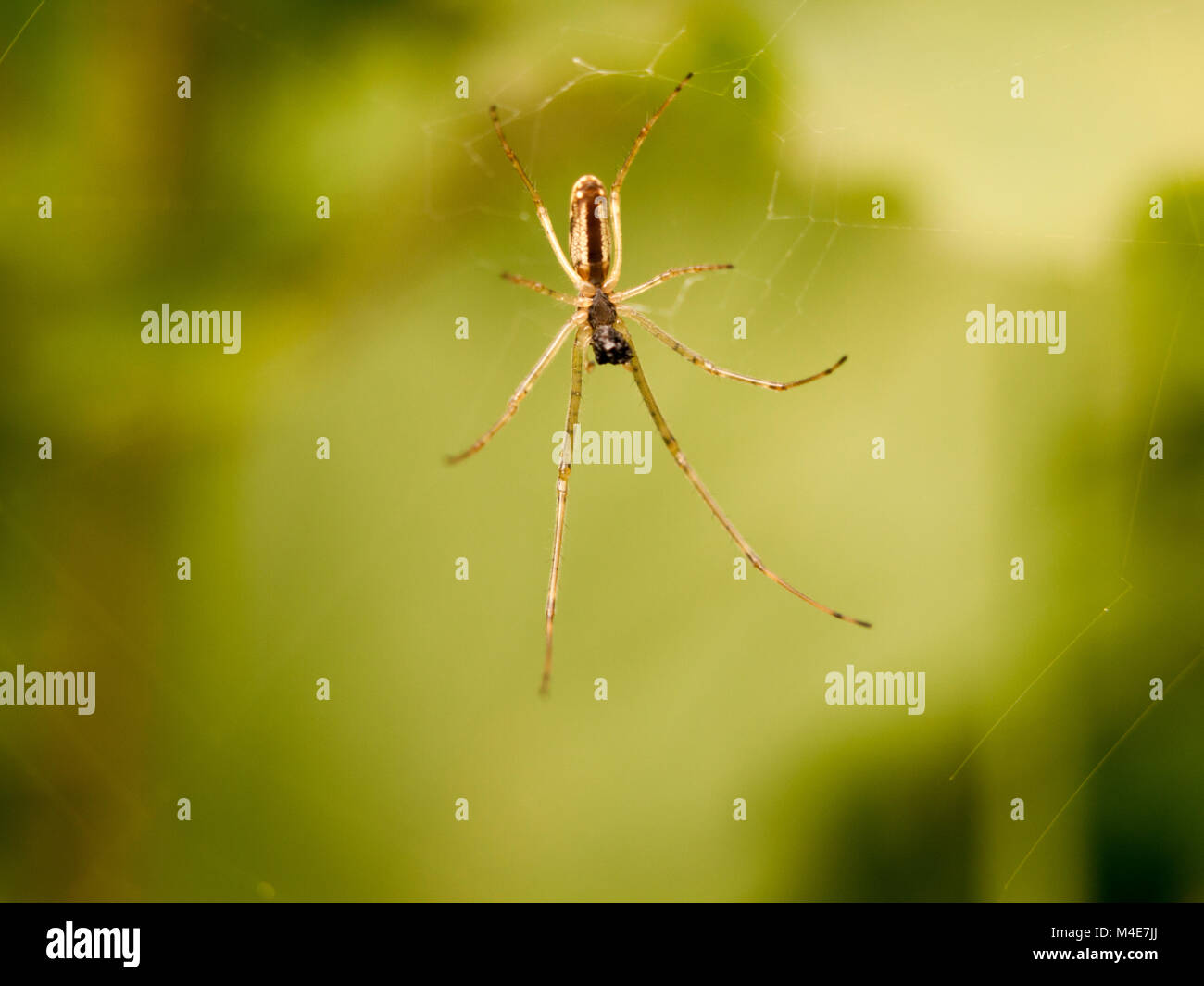 close up spider Stock Photo