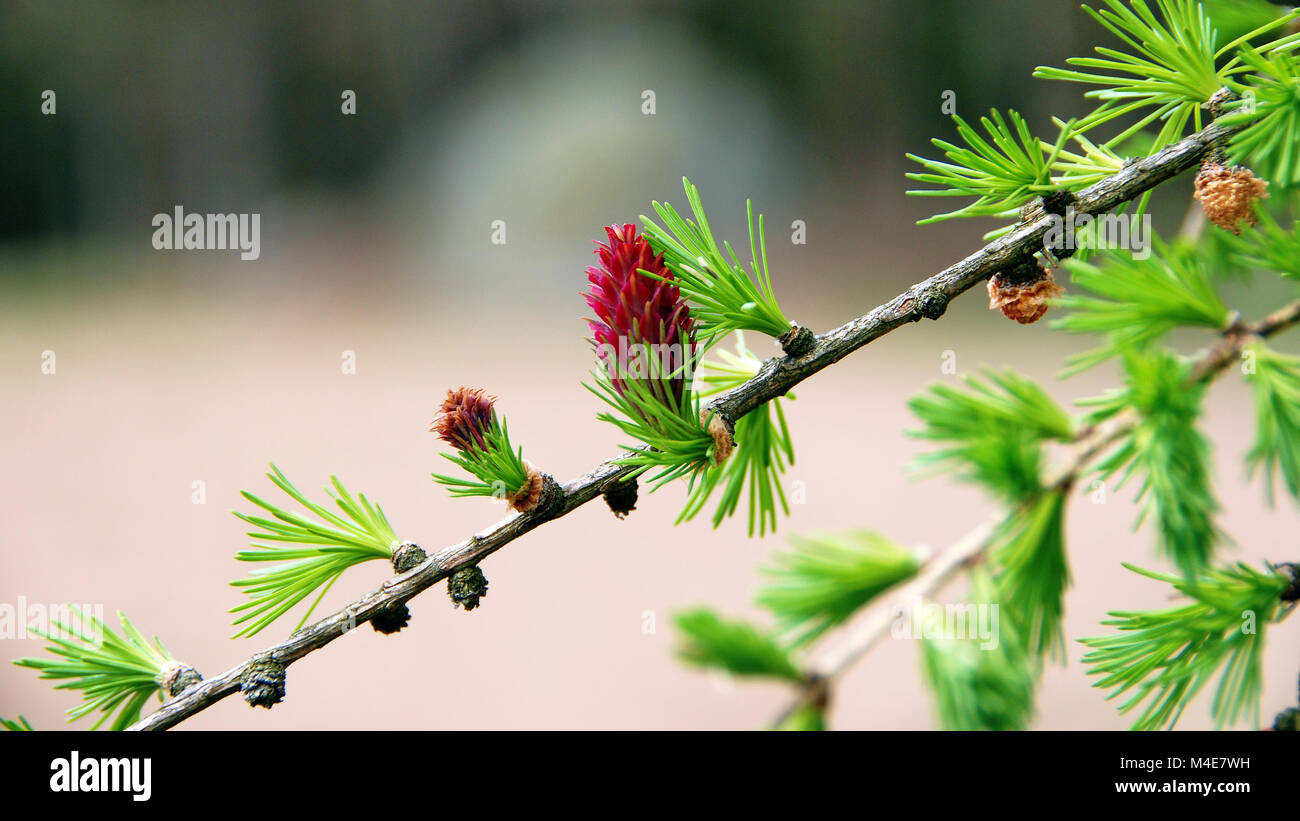 larch with red blossom Stock Photo
