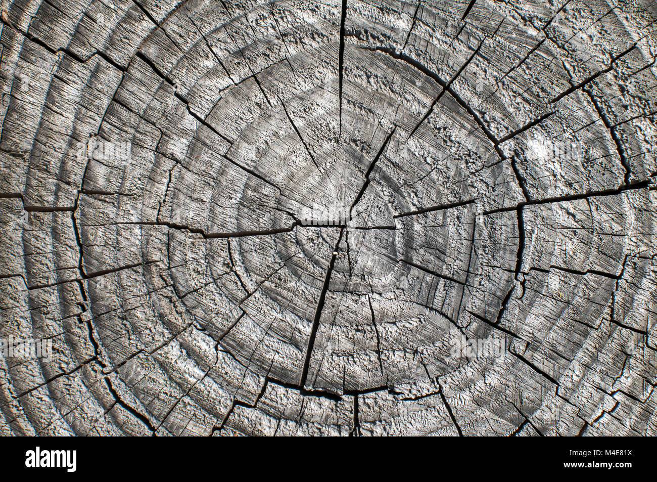 Weathered tree trunk surface closeup Stock Photo