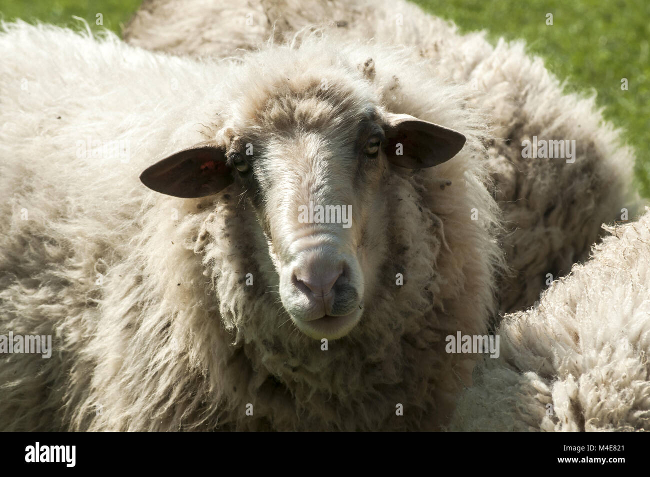 Shaggy sheep closeup Stock Photo