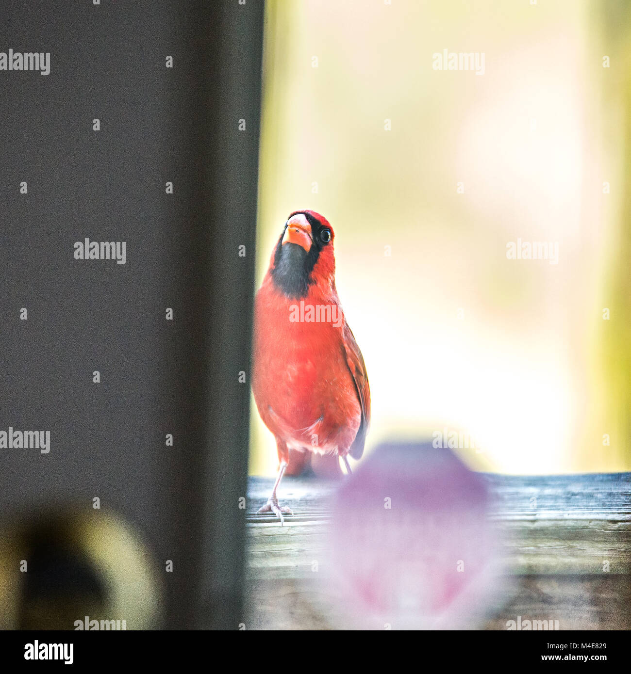 Cardinal male bird flying into home door glass stock photo alamy