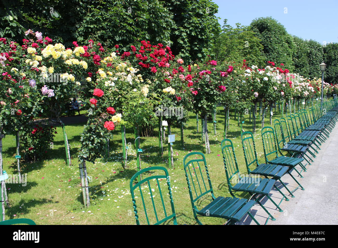 Empty row of seats in the rose garden Stock Photo