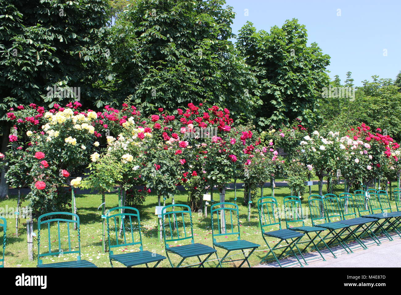 Empty row of seats in the rose garden Stock Photo