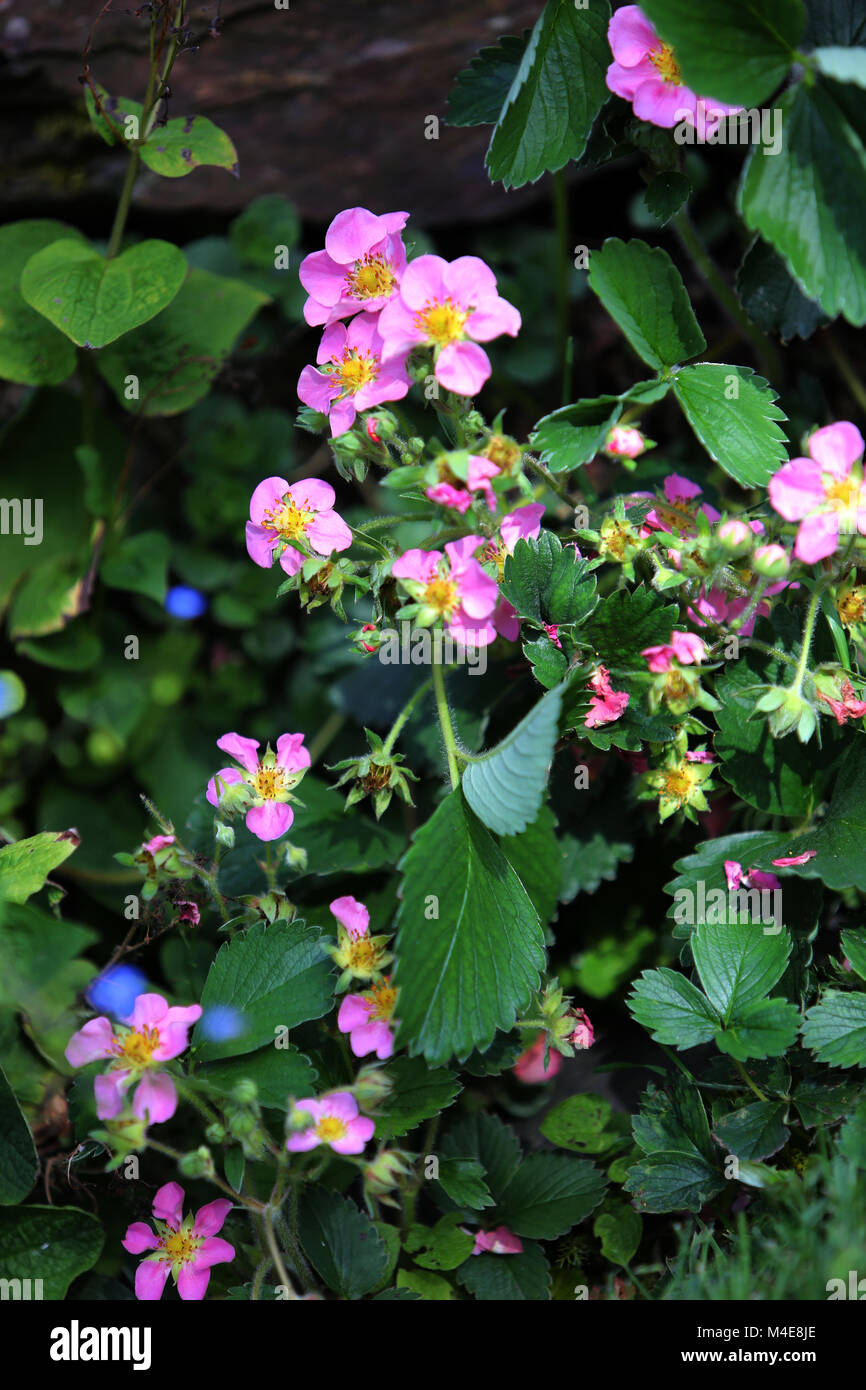 strawberry plant with pink blossoms Stock Photo - Alamy