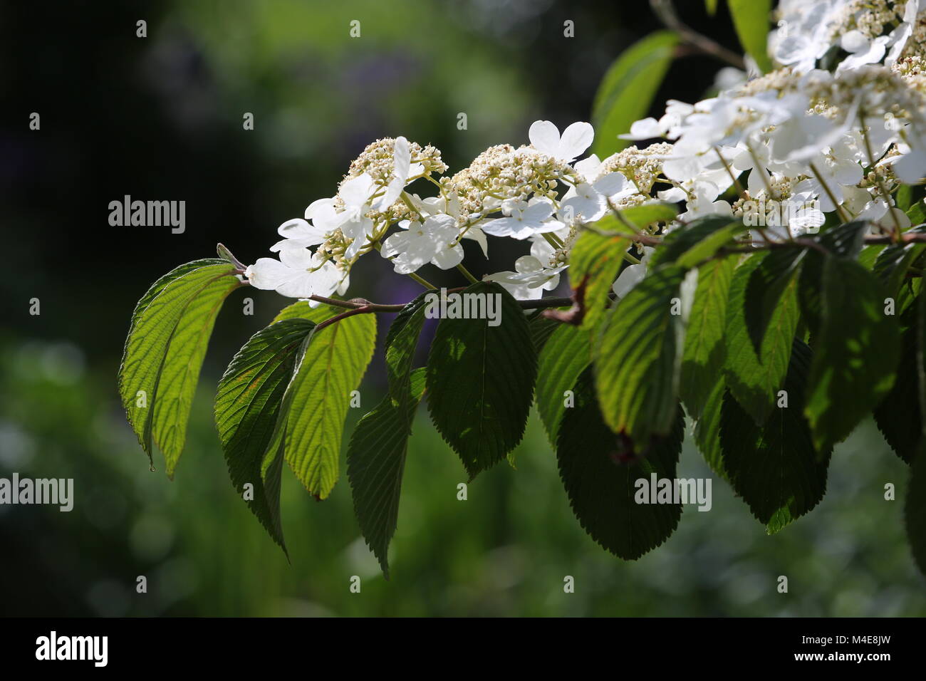 Japanese snowball, flowering plant in the garden Stock Photo