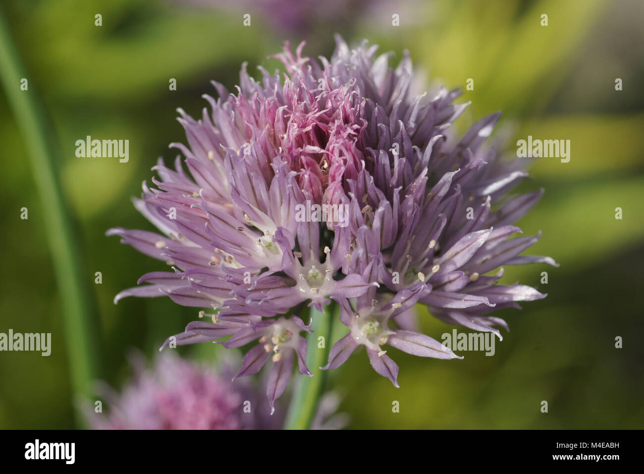Allium schoenoprasum, Chive Stock Photo