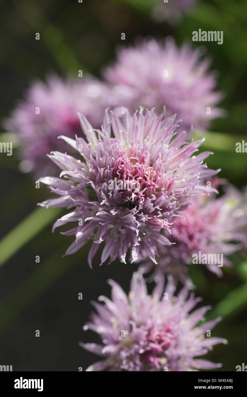 Allium schoenoprasum, Chive Stock Photo