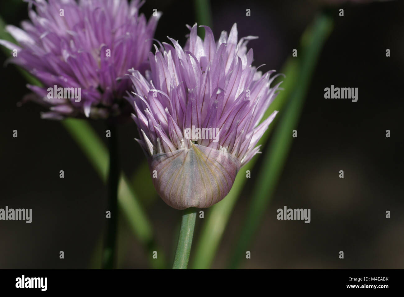 Allium schoenoprasum, Chive Stock Photo