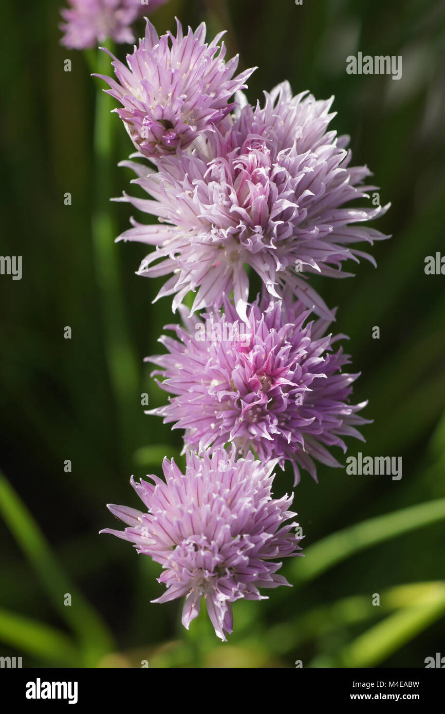 Allium schoenoprasum, Chive Stock Photo