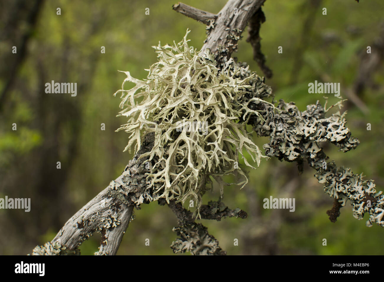 Iceland moss closeup Stock Photo