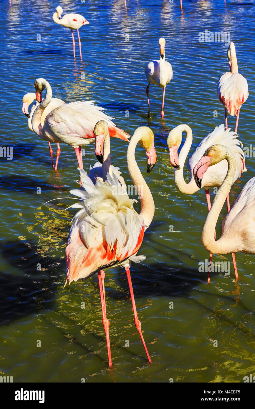 The pink flamingos communicate with each other Stock Photo