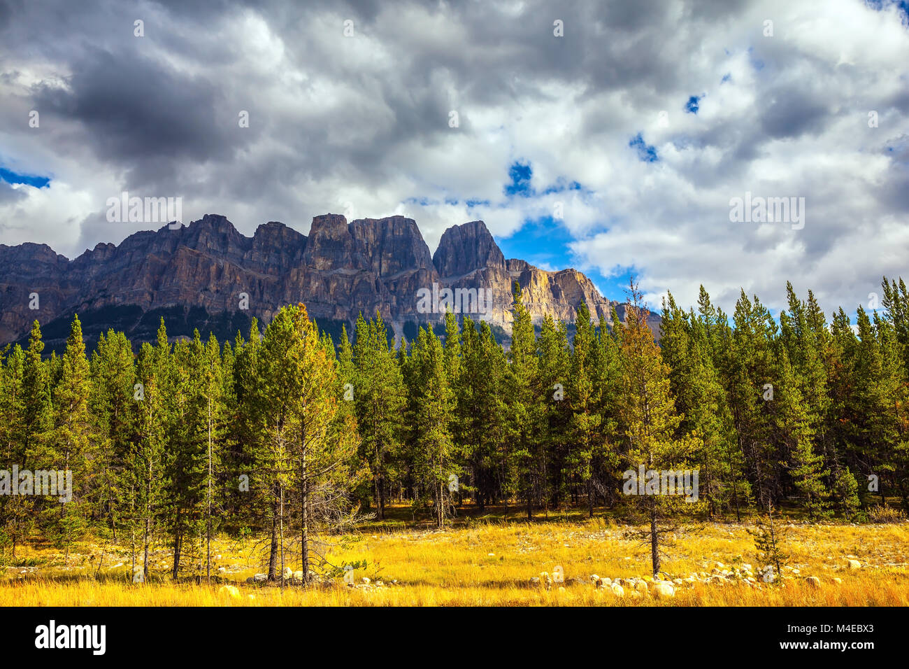 Evergreen fir trees hi-res stock photography and images - Alamy
