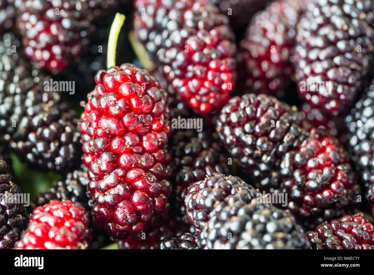 freshness mulberry fruit closeup Stock Photo