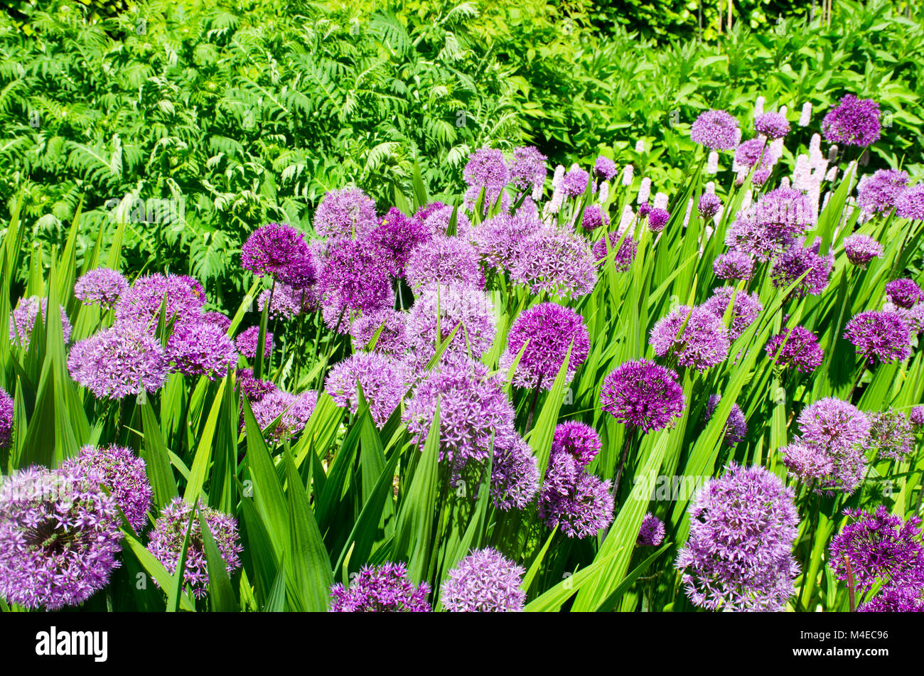 Large Purple Alliums Stock Photo