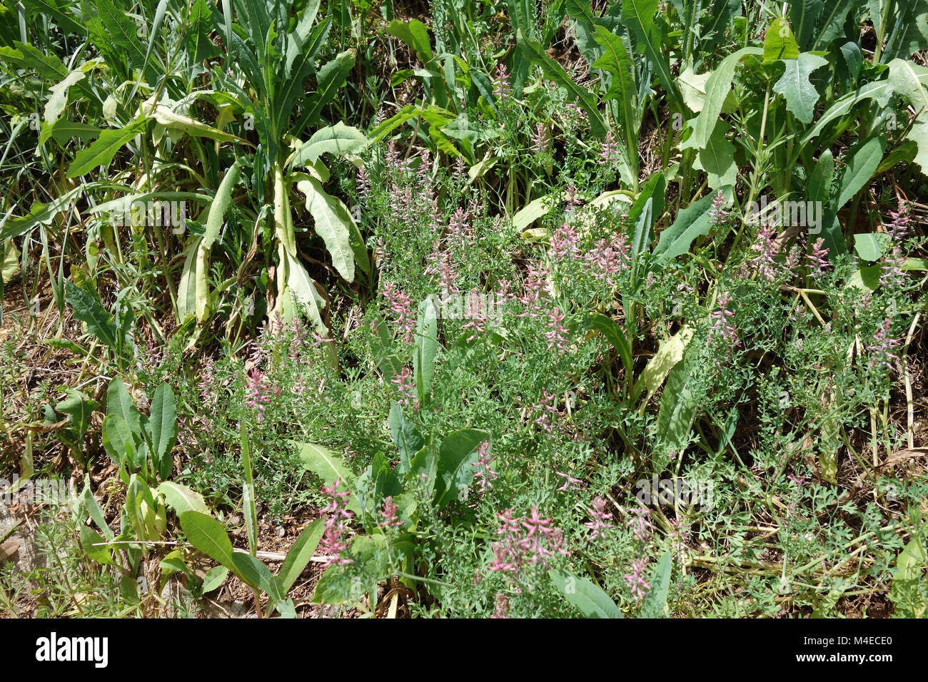 Fumaria officinalis, Fumitory Stock Photo